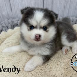 Wendy - Blue female Pomsky puppy in Eastman, Georgia from Once Upon A Pomsky