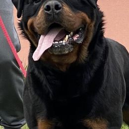 Rottweilers from Von Paris Rottweiler