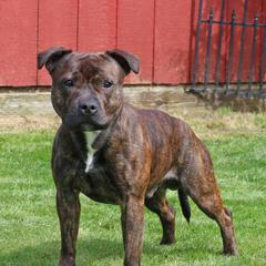 Porter - Staffordshire Bull Terrier