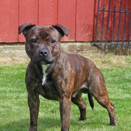 Porter - Staffordshire Bull Terrier