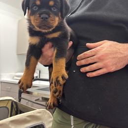 Girl 2 - Black and mahogany female Rottweiler puppy in Detroit, Michigan from Dark Storm Kennels