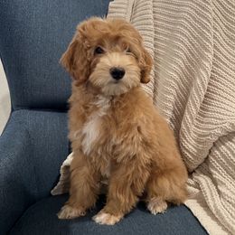 Boy 1 - male Goldendoodle puppy in Mesa, Arizona from Twinkle MiniDoodles