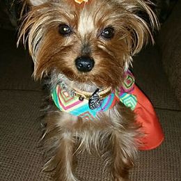 Yorkshire Terriers from Little Pawz Yorkies
