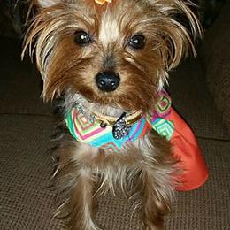 Yorkshire Terriers from Little Pawz Yorkies