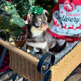 Eudora - Chocolate female Chihuahua puppy in Anderson, South Carolina from Lil Treasures Chihuahuas