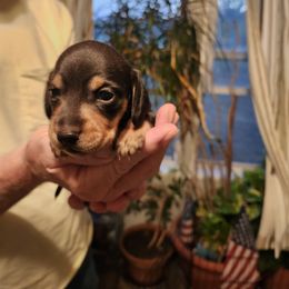 Dachshund Puppies from Adney Acres Dauchshunds