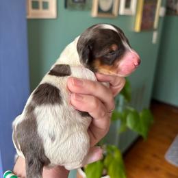 Buttercup - Dapple female Dachshund puppy in Jacksonville, North Carolina from Lizzie’s Doxies