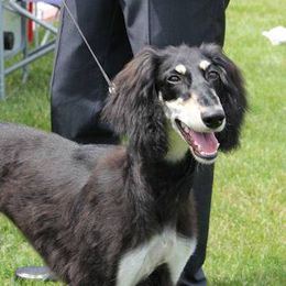 Saluki Puppies from Kushiel Salukis