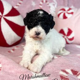 Marshmallow - Tri-color female Bernedoodle puppy in Grove, Oklahoma from Guinn Family Farms