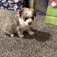 Girl 2 - Brown female Double Doodle puppy in Junction, Utah from Sugar Doodles