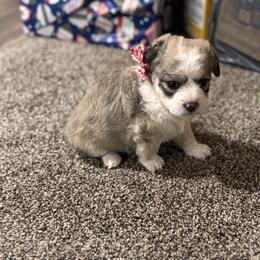 Girl 2 - Brown female Double Doodle puppy in Junction, Utah from Sugar Doodles