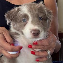 Lilac - Lilac female Border Collie puppy in Apple Valley, California from Flying S Ranch Border Collies
