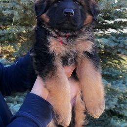 Boy 5 - German Shepherd puppy in Powell, Wyoming from Von Reich Haus