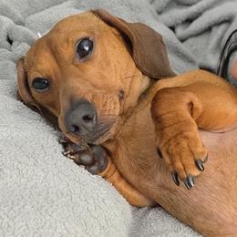 Dash - Dachshund