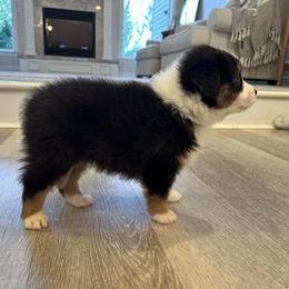 Australian Shepherd Puppies from Star Aussies