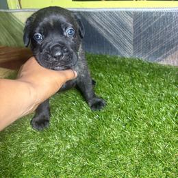 Green girl - Black brindle female Cane Corso puppy in Saluda, South Carolina from Brooks Imperial Corso