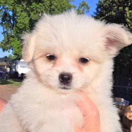 Dirks - White male Pomeranian puppy in Wagner, South Dakota from Lisas Pomeranians