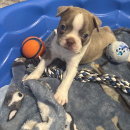 Lilac Male 2 - Lilac male Boston Terrier puppy in Mc Donough, Georgia from Ballard Boston Terriers