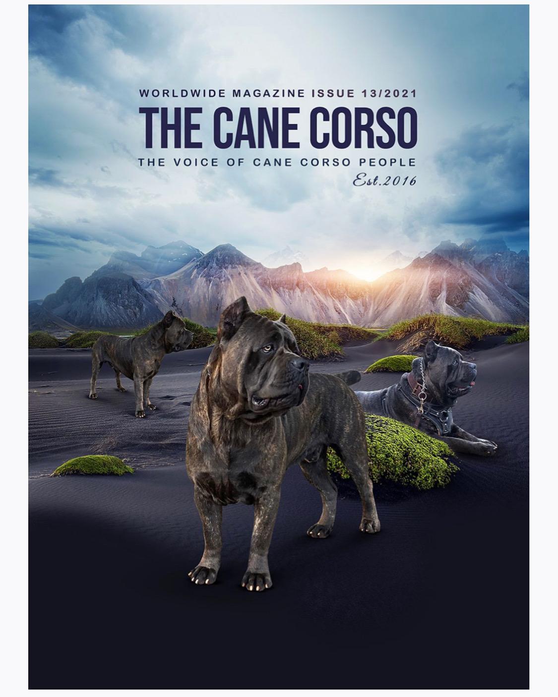 Cane Corso from Diamond Cut Kennels, Hawaii