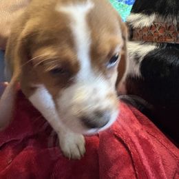 Girl 3 - female Beagle puppy in East Providence, Rhode Island from Amanda's Beagles