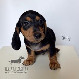 Joey - Black and tan male Dachshund puppy in Royse City, Texas from Truehearted Miniature Dachshunds