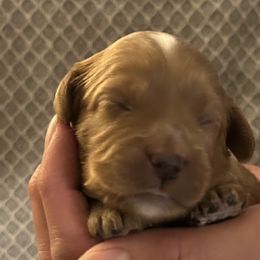Girl 2 - Apricot female Cavapoo puppy in Milan, Illinois from Poppy Garden Doodles