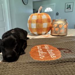 Australian Shepherd and Miniature American Shepherd Puppies from Autumn Fall Aussies