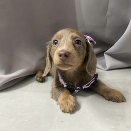 Dachshund Puppies from Dreaming of Dachshunds
