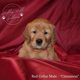 Golden Retriever Puppies from Studley Hill Goldens, LLC.