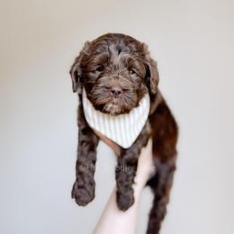 Hershey - Chocolate male Goldendoodle puppy in Syracuse, Indiana from The Doodle Cove