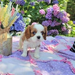 Cavalier King Charles Spaniel Puppies from Pleasant Meadows