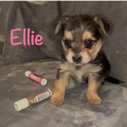 Ellie - Black & tan tri-color female Morkie puppy in Seneca, Missouri from M.Y. Morkies and Yorkies