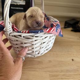 Myrtle - Light golden female Golden Retriever puppy in Cherry Tree, Pennsylvania from Plumcreek Acres