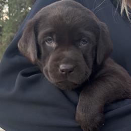 Labrador Retriever puppies from Whistling Wings Retrievers, LLC.