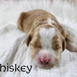 Whiskey - Red  male Goldendoodle puppy in Casa Grande, Arizona from AzDoodle Dandies