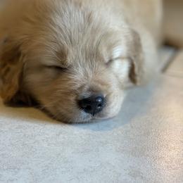 Golden Retriever Puppies from All shades Golden