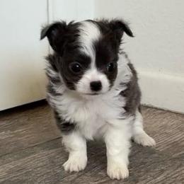 Charlotte - Blue and white female Chihuahua puppy in Menifee, California from Lane’s Little Long Coats