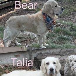 Golden Retriever puppies from Stoney Acres Retrievers