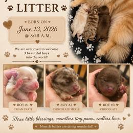 Pomeranian puppies from Luxurious Poms