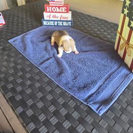 Buzz - Sable male Pembroke Welsh Corgi puppy in New Douglas, Illinois from Millerbaughs Country Corgis