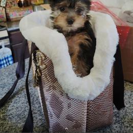 Biewer Terrier and Yorkshire Terrier Puppies from Treasures of Neptune Cove