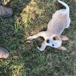 Australian Cattle Dog Puppies from Rising J Cattle Dogs