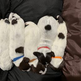 Wirehaired Pointing Griffon Puppies from Happy Hollow Griffons