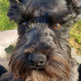 JAX - Miniature Schnauzer