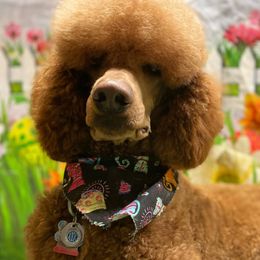 Poodles from Sea Swept Poodles