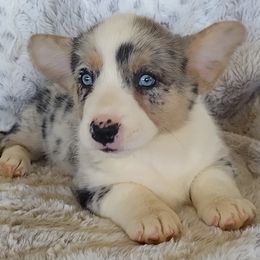 Boy 1 glamour coat - Blue merle and white male Cardigan Welsh Corgi puppy in Huntington Beach, California from Lucky Puppies