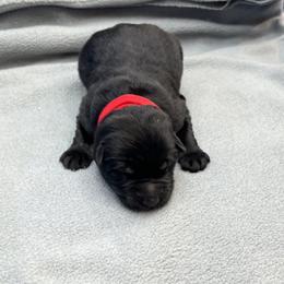Boy 4 - Black male German Shepherd puppy in Sharon Grove, Kentucky from Julie’s Shepherds