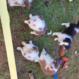 Border Collie Puppies from Oddity Kennels