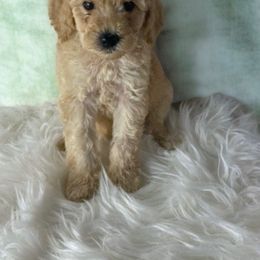 Colby Jack - Poodle puppy from Poodles Are Mixy