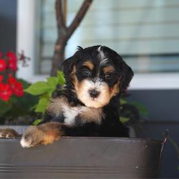 Spark - Tri-color male Bernedoodle puppy in Spokane, Washington from Lilac City Doodles